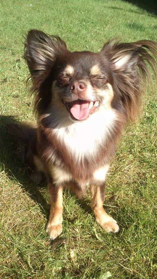 Chihuahua Peanut billede 1