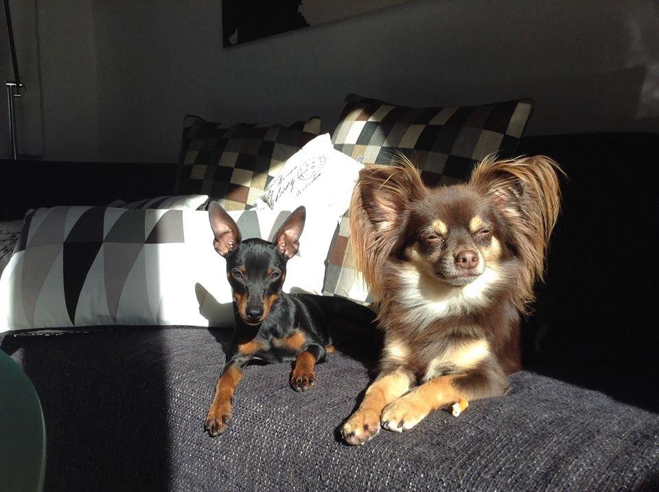 Chihuahua Peanut billede 2