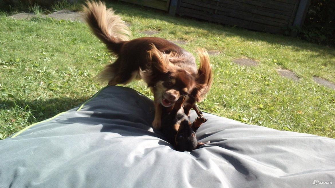 Chihuahua Peanut billede 3