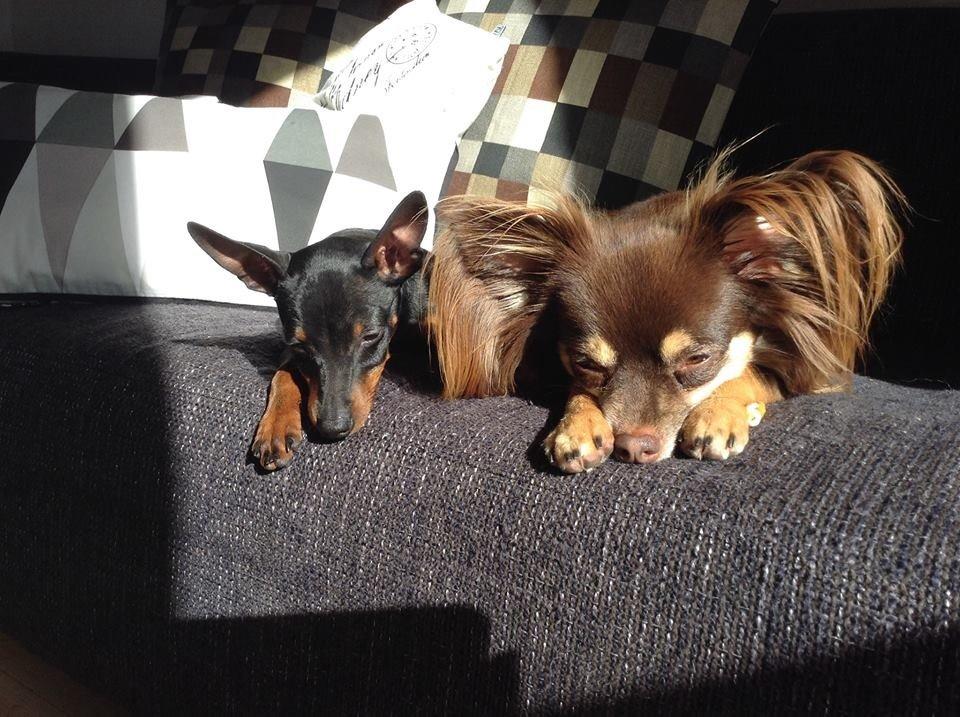 Chihuahua Peanut billede 4