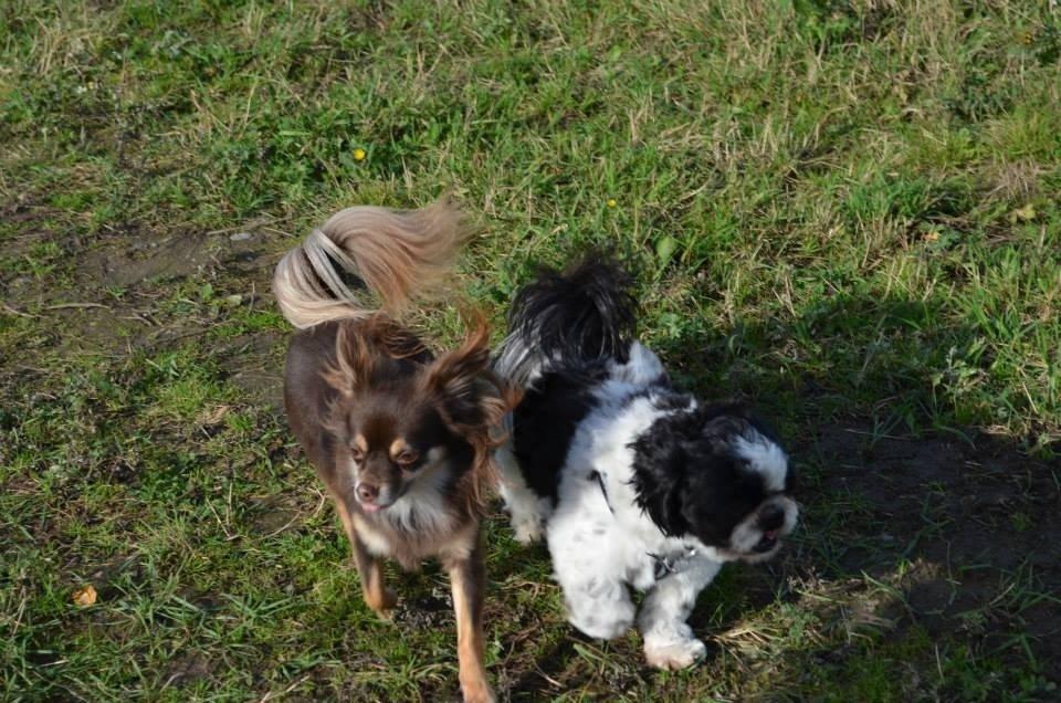 Chihuahua Peanut billede 5