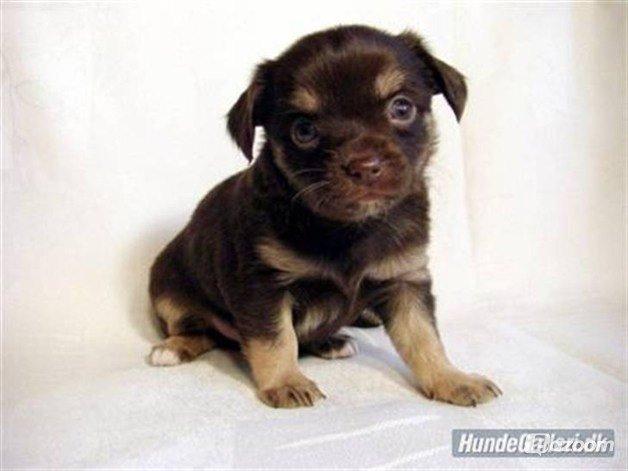 Chihuahua Peanut billede 6