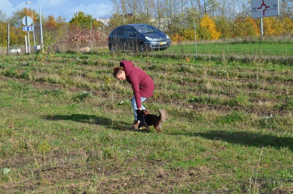 Chihuahua Peanut billede 8