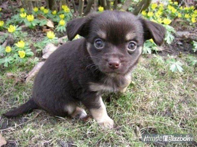 Chihuahua Peanut billede 7