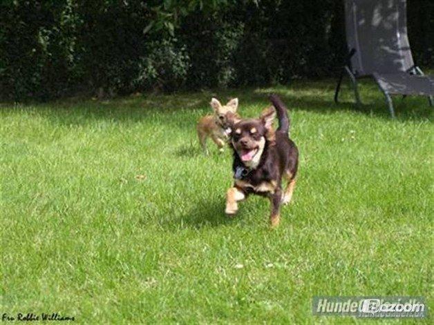 Chihuahua Peanut billede 9