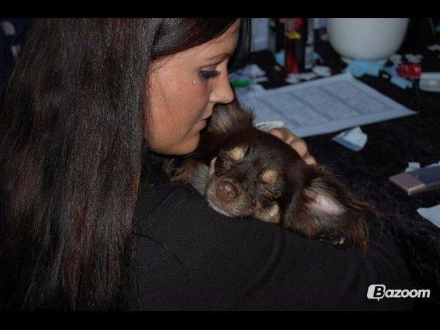 Chihuahua Peanut billede 10