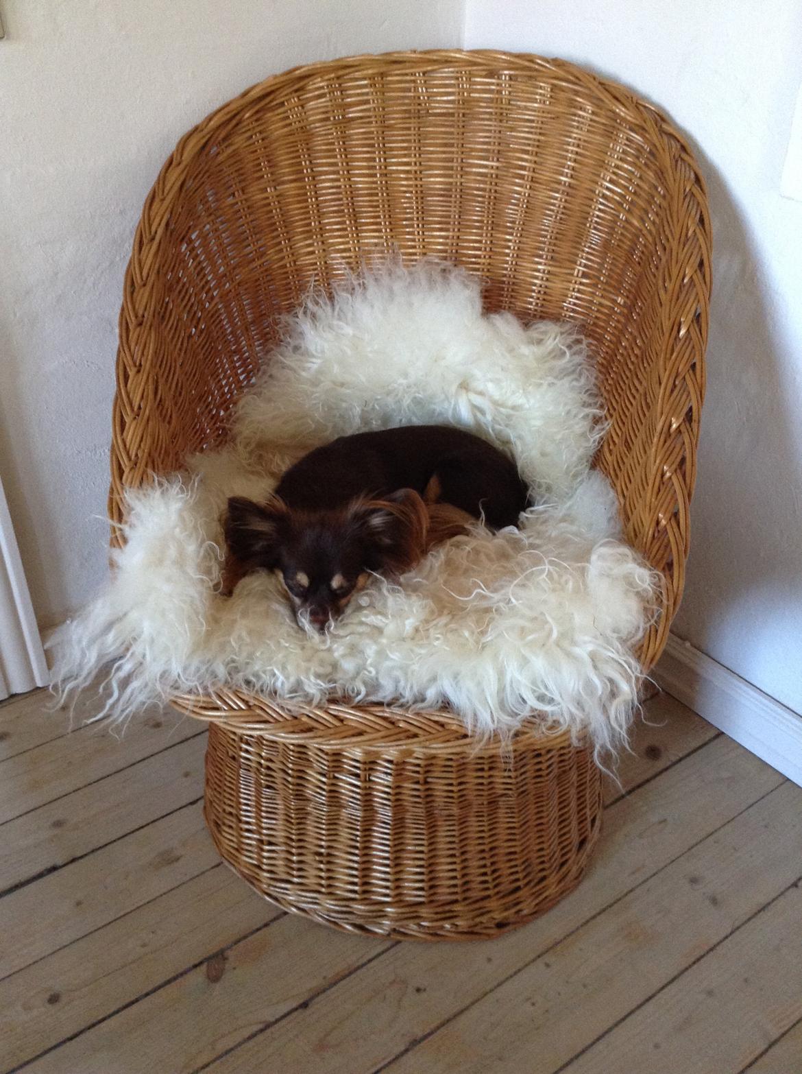 Chihuahua Peanut billede 12