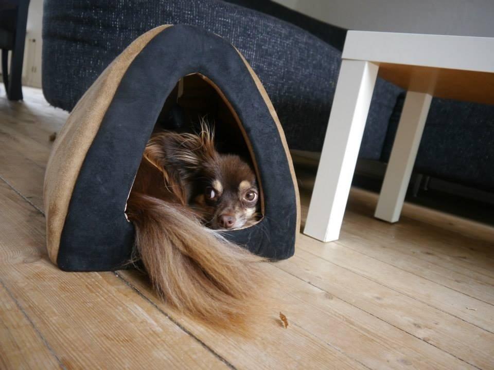 Chihuahua Peanut billede 13