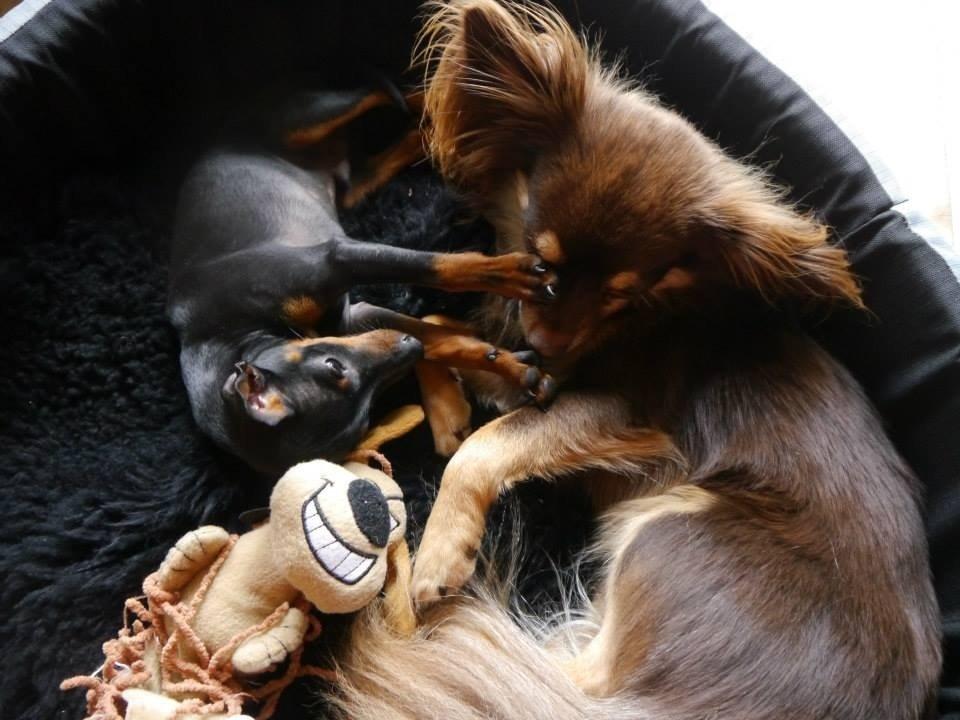 Chihuahua Peanut billede 14