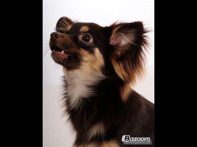 Chihuahua Peanut billede 15