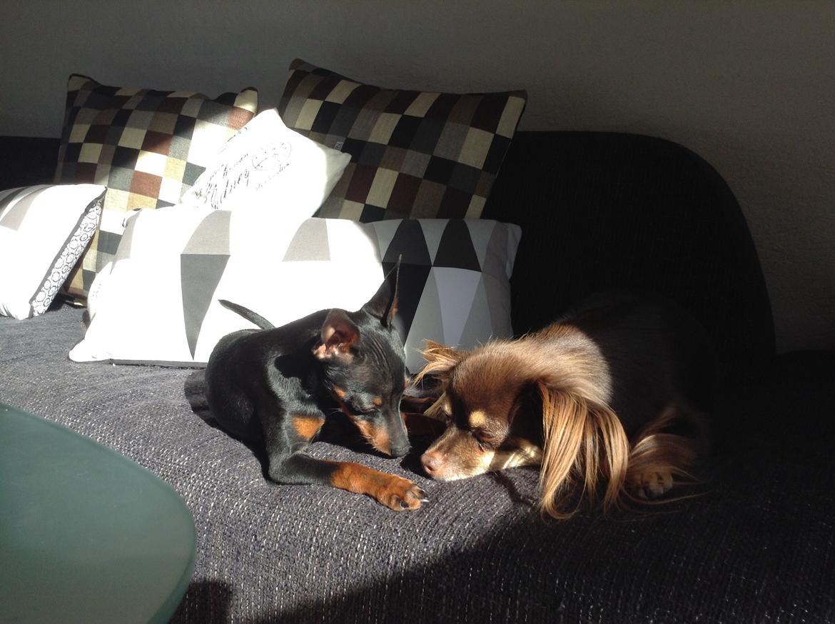 Chihuahua Peanut billede 16