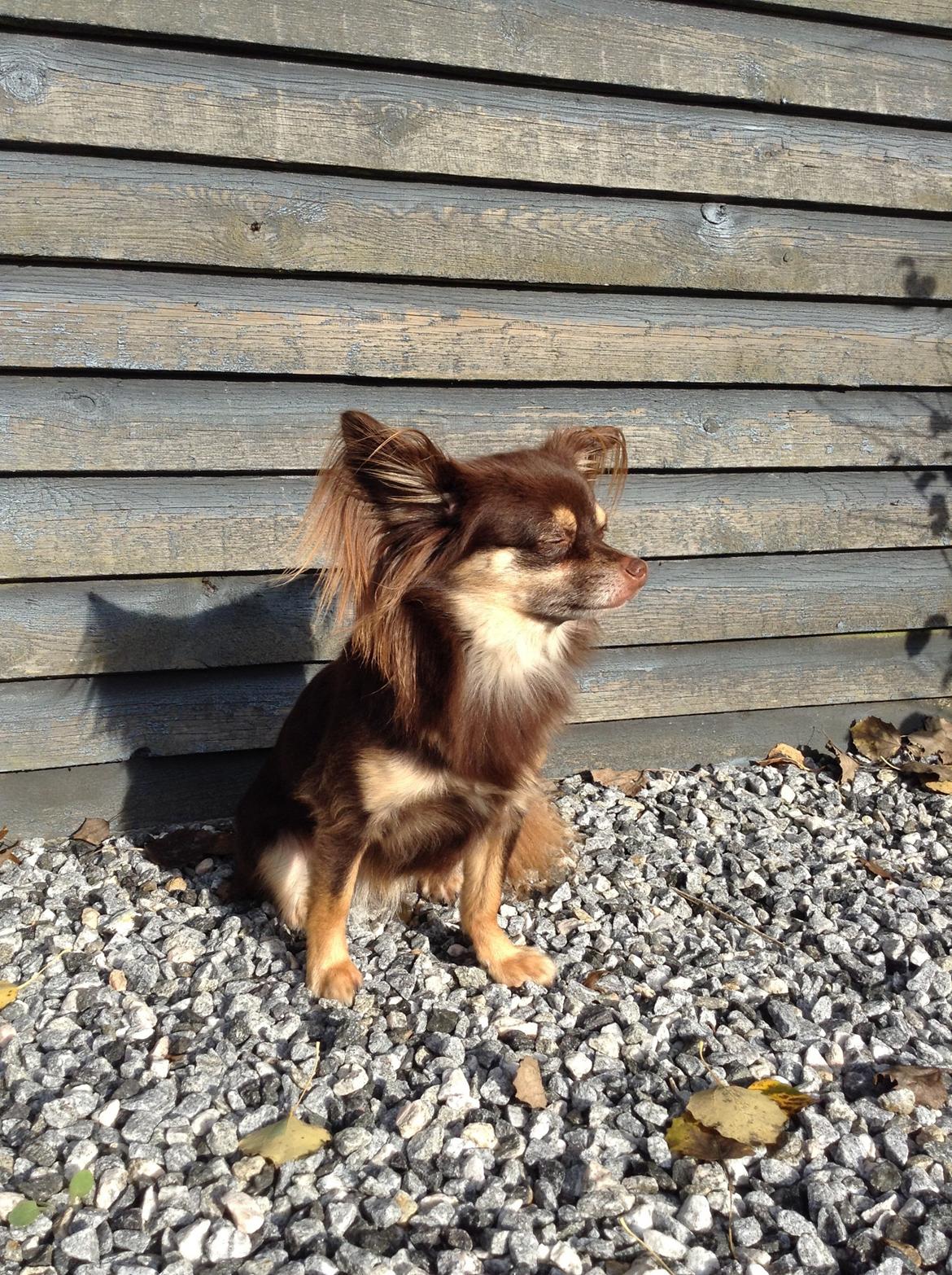 Chihuahua Peanut billede 17