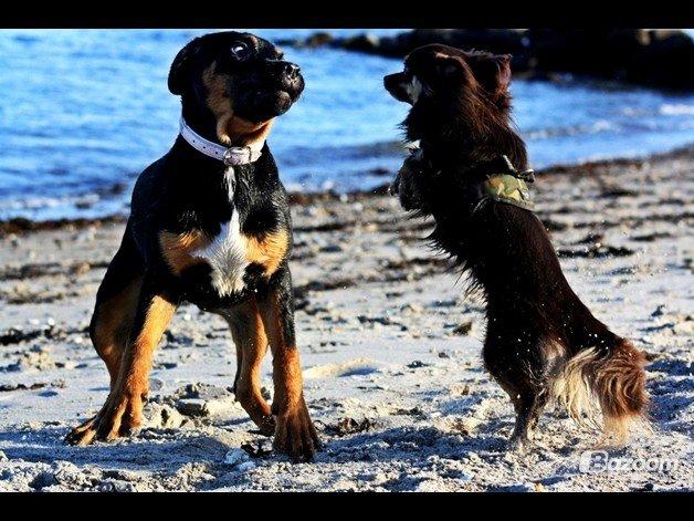 Chihuahua Peanut billede 18