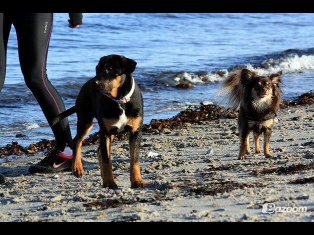 Chihuahua Peanut billede 19