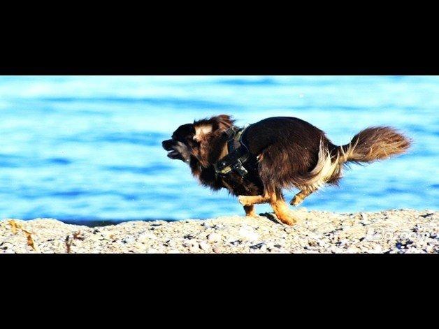 Chihuahua Peanut billede 20