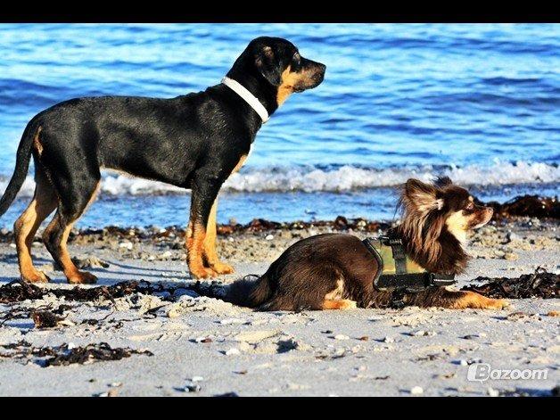 Chihuahua Peanut billede 21