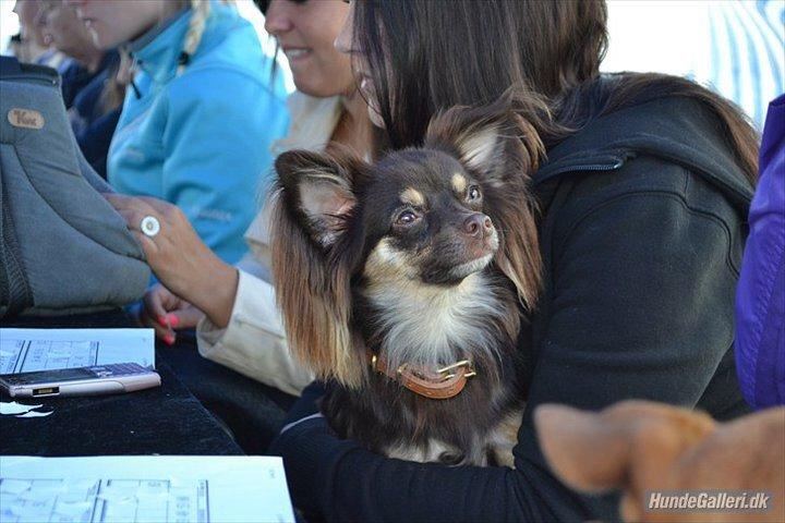 Chihuahua Peanut billede 22