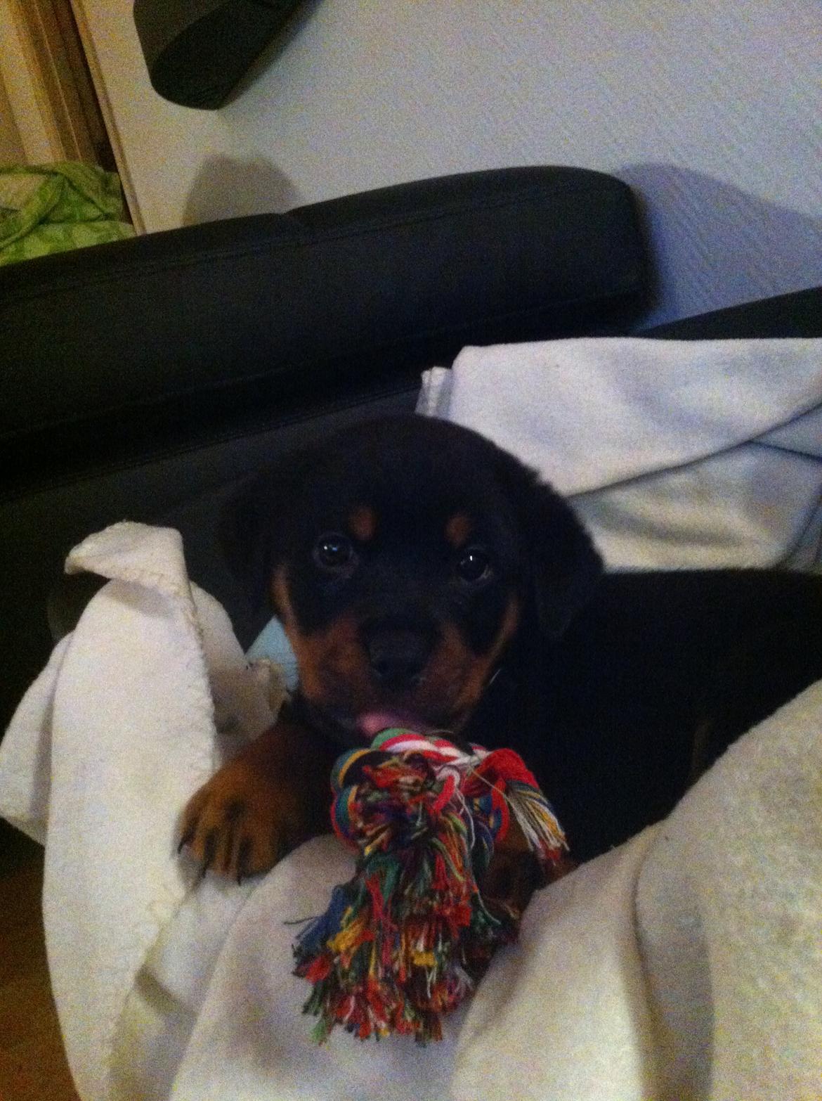 Rottweiler Molly billede 3