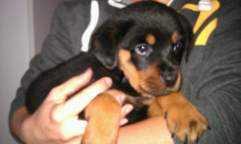 Rottweiler Molly billede 4