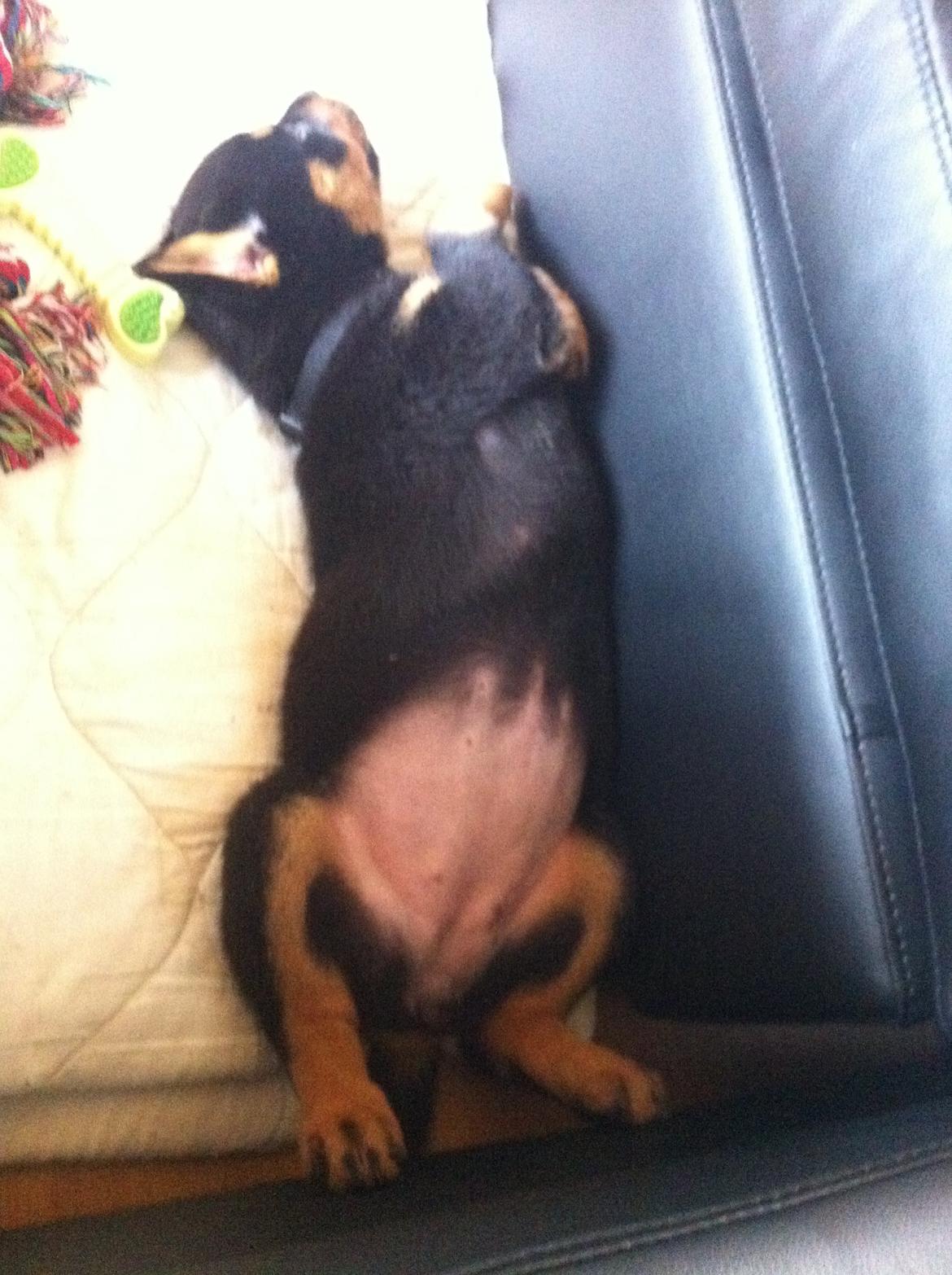 Rottweiler Molly billede 5