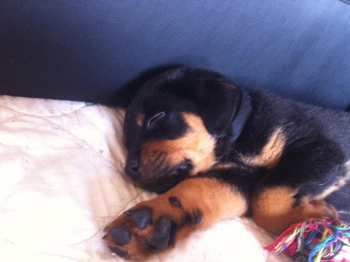 Rottweiler Molly billede 6
