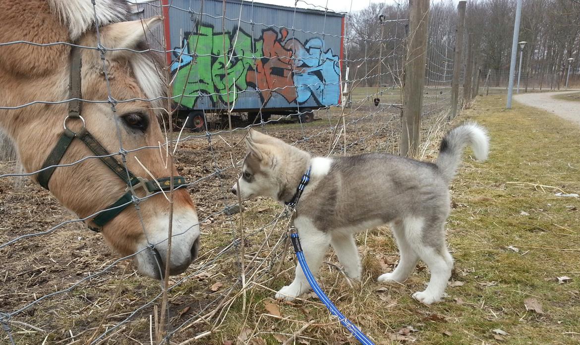 Siberian husky Bobski' - 14 April 2013 billede 20