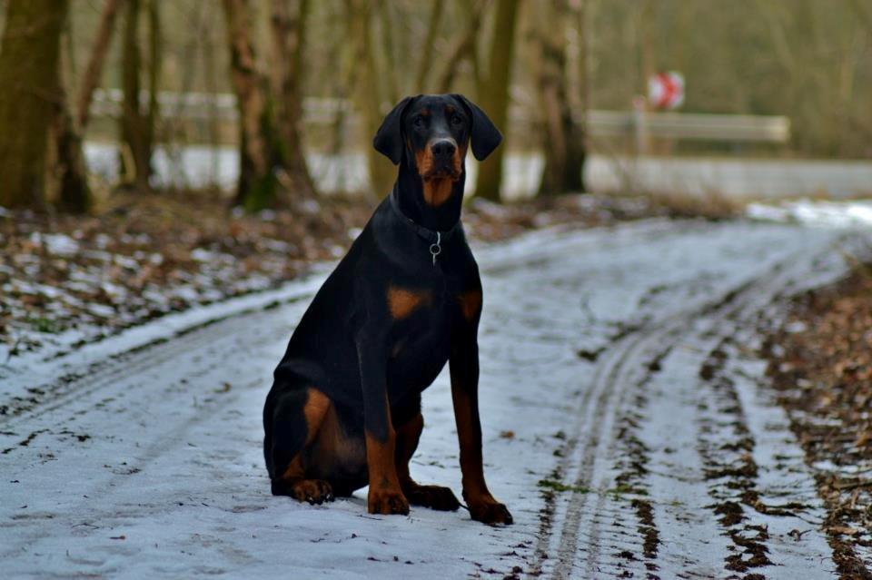 Dobermann Villy billede 7
