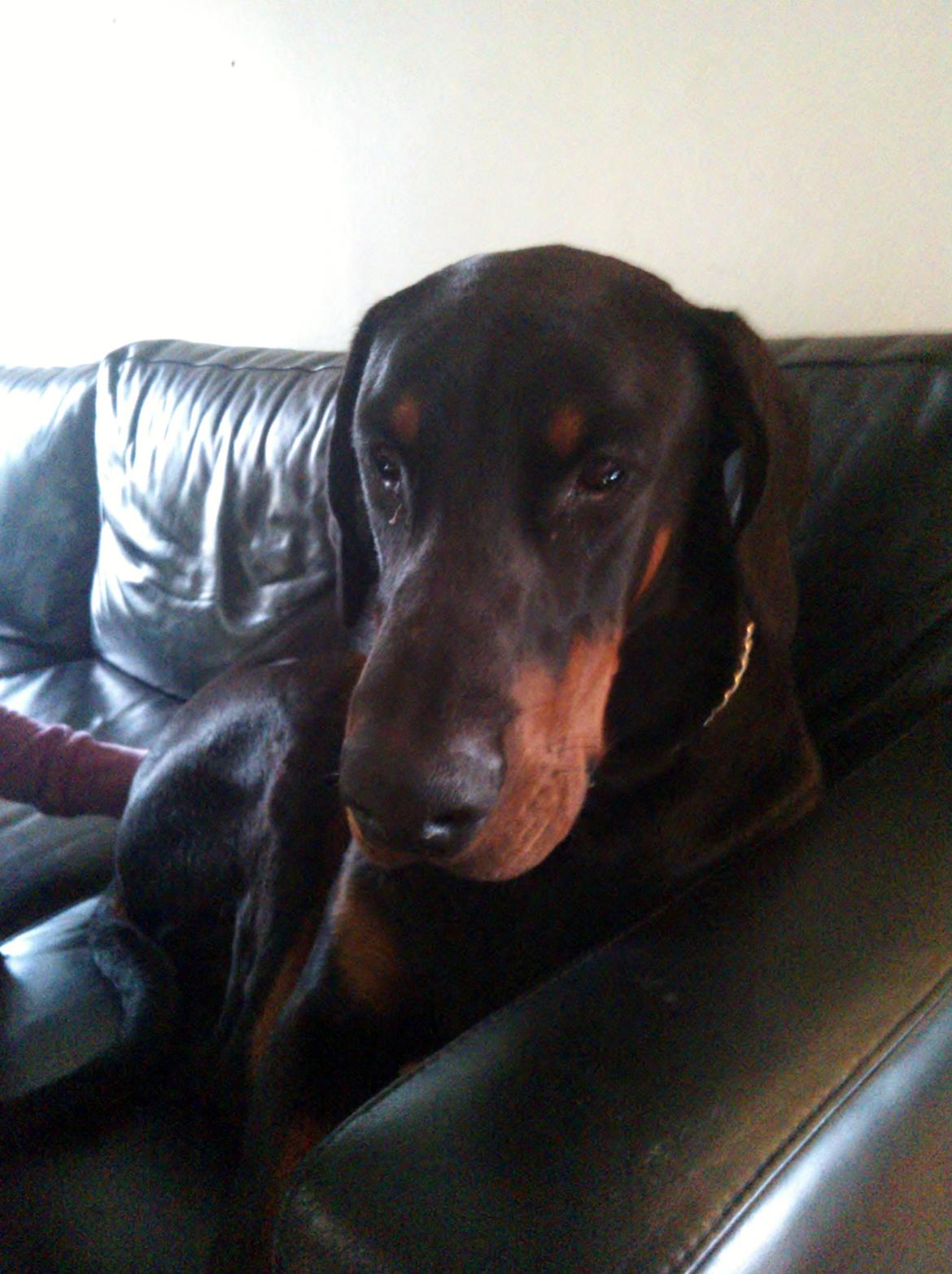 Dobermann Villy billede 9