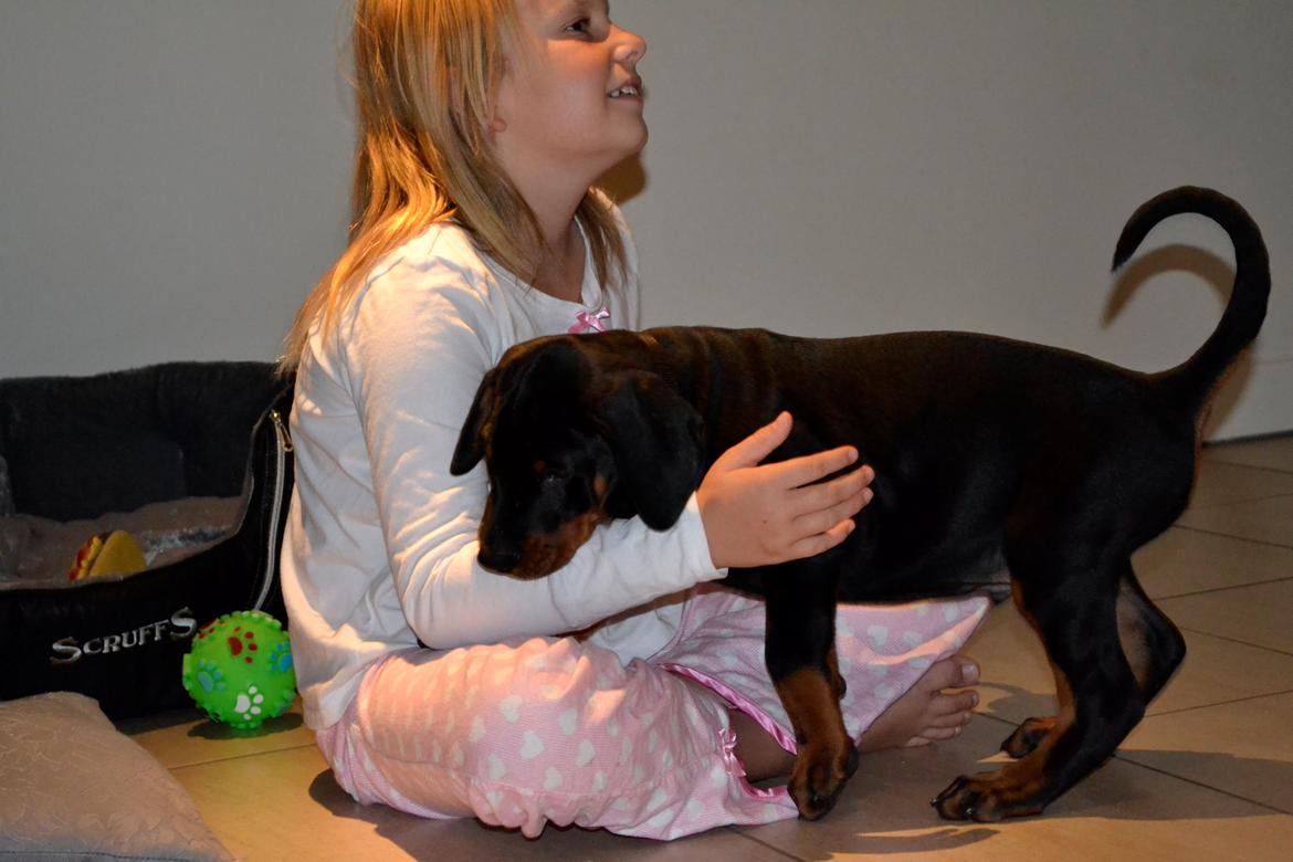 Dobermann Villy - To måneder<3 billede 10