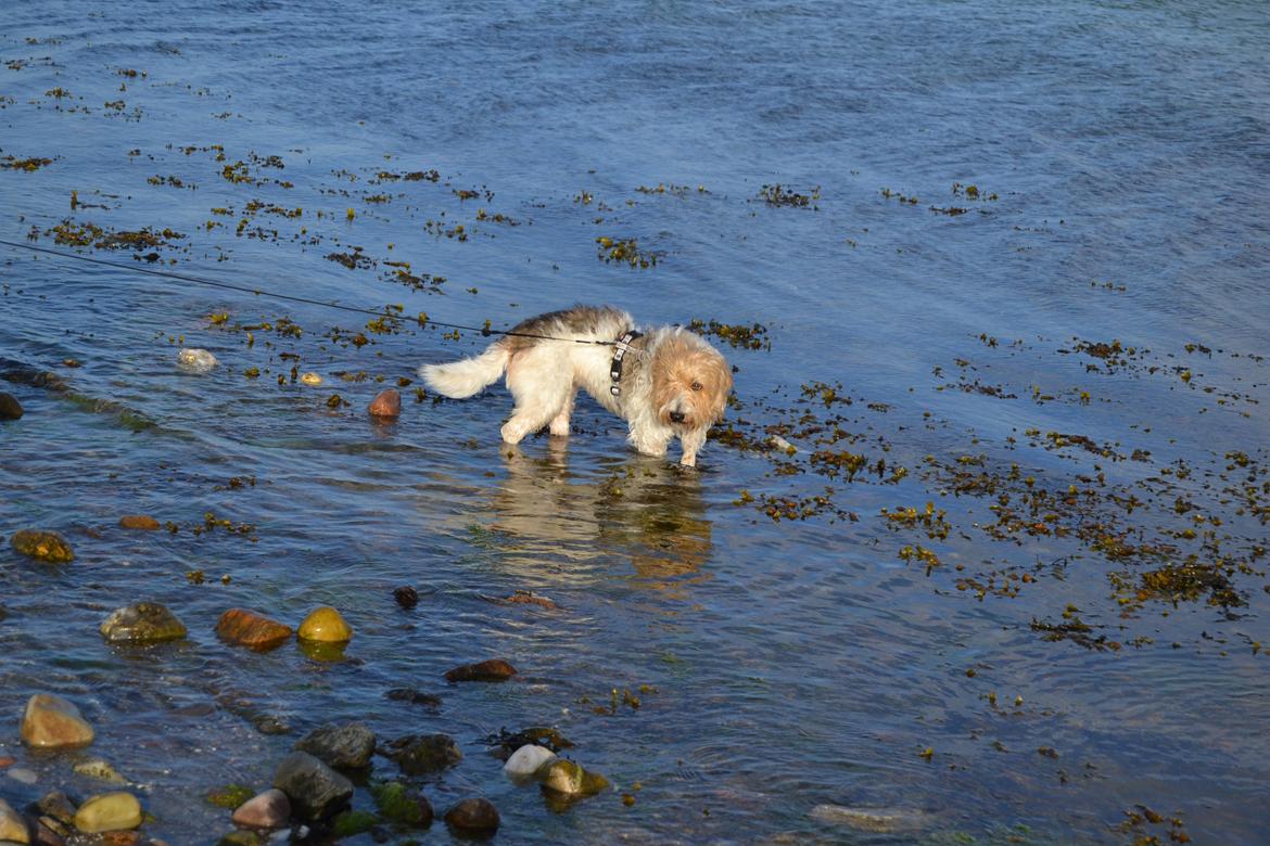 Blanding af racer Pjuske billede 15