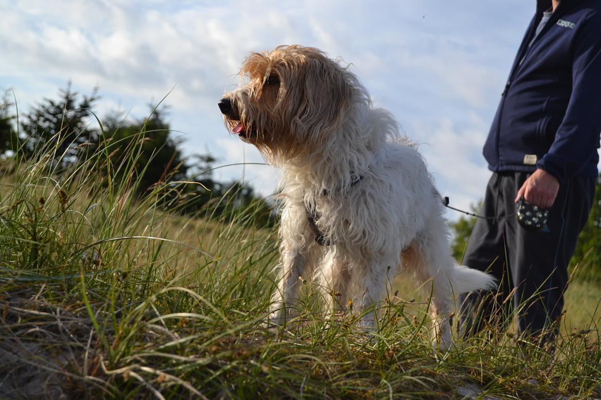 Blanding af racer Pjuske billede 16