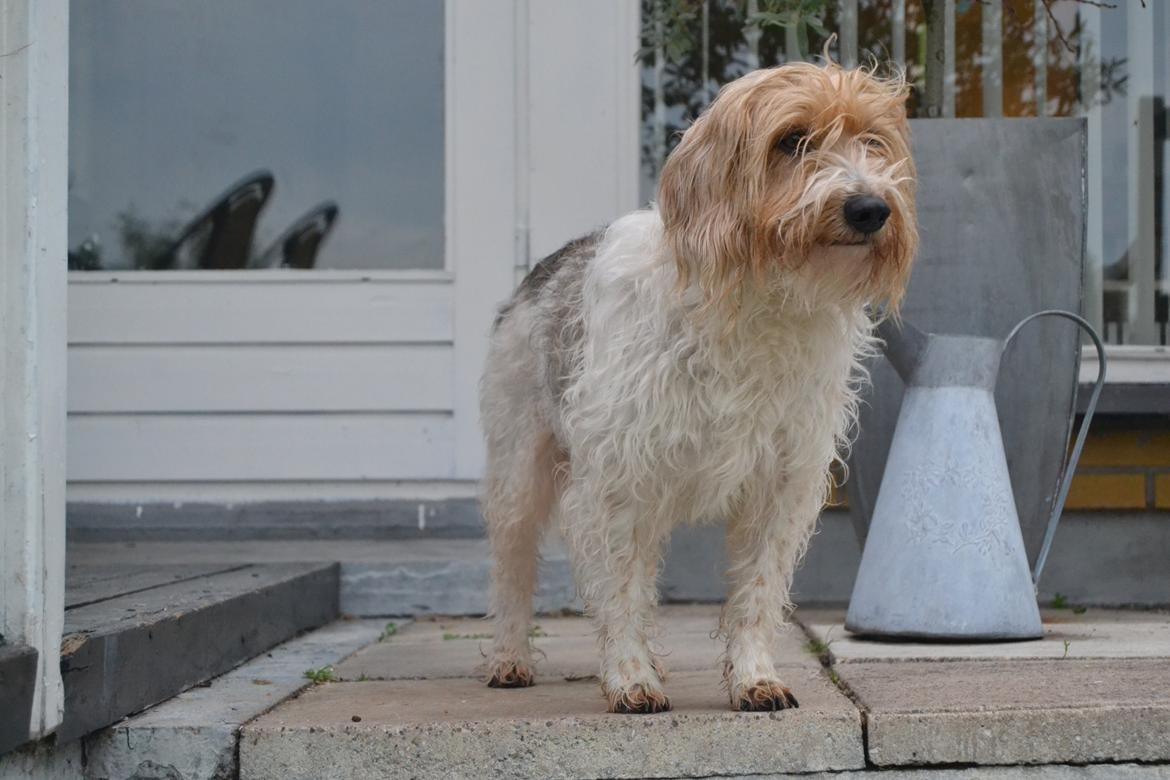 Blanding af racer Pjuske billede 17