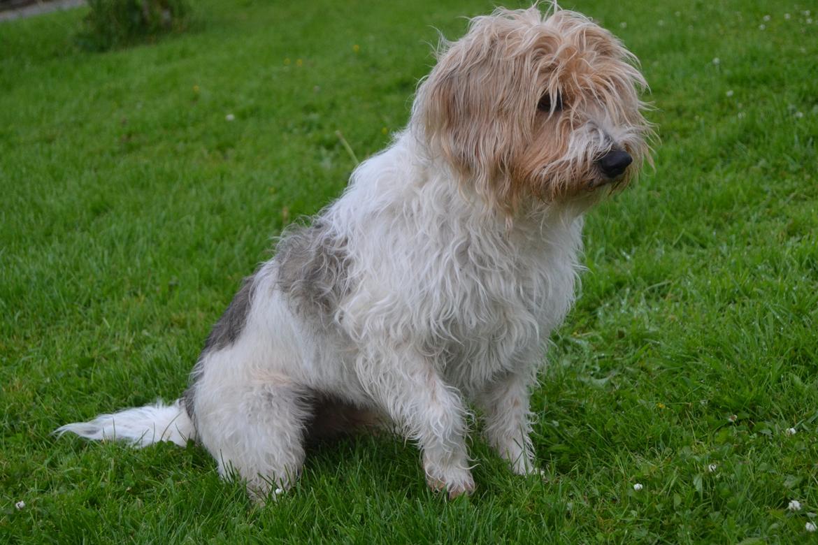 Blanding af racer Pjuske billede 18