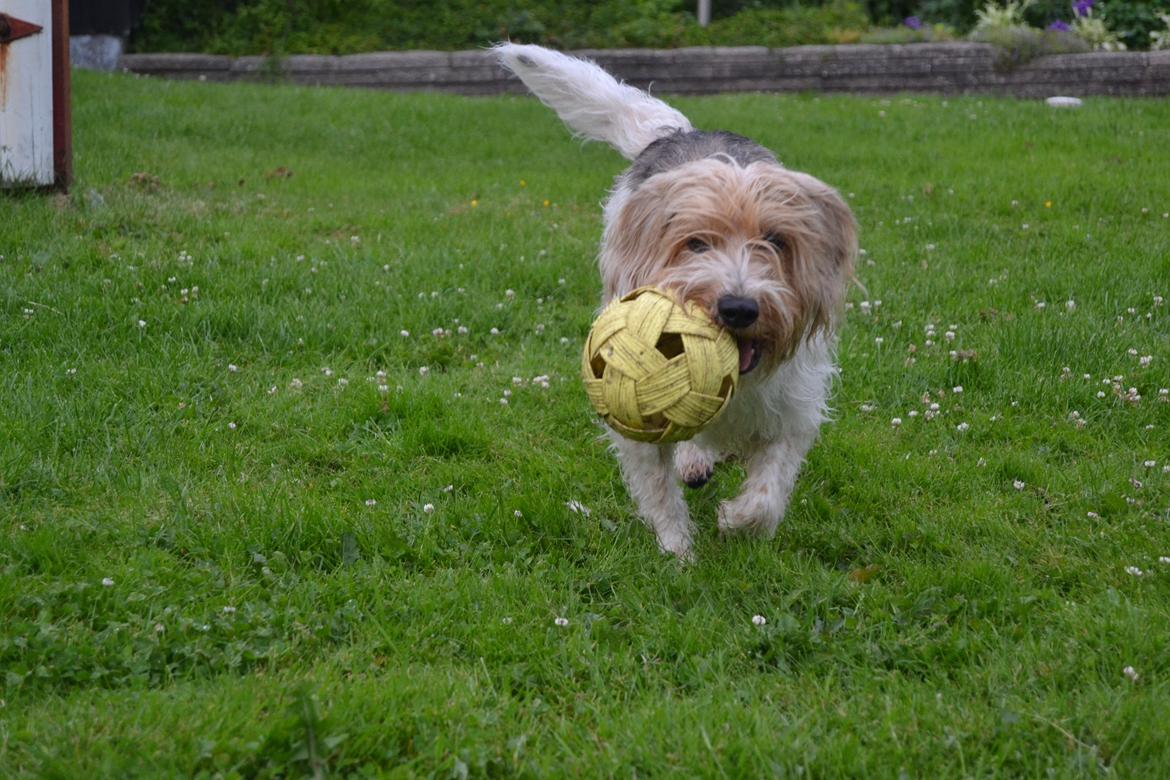 Blanding af racer Pjuske billede 19