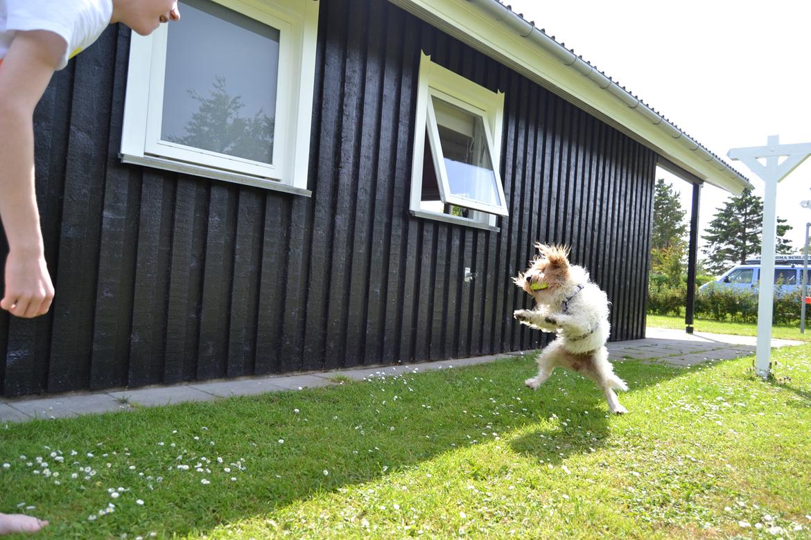 Blanding af racer Pjuske billede 20