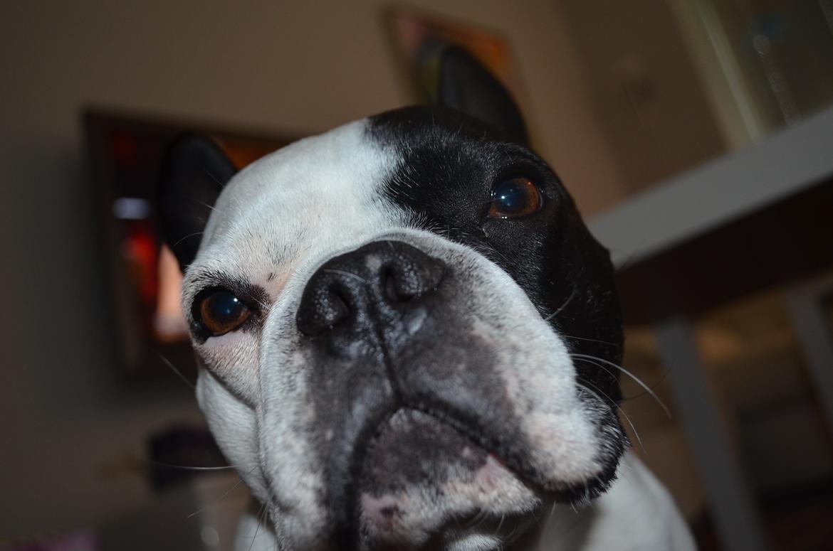 Fransk bulldog Tyson billede 5