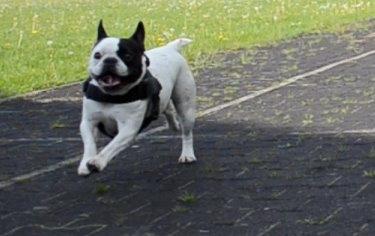 Fransk bulldog Tyson billede 8