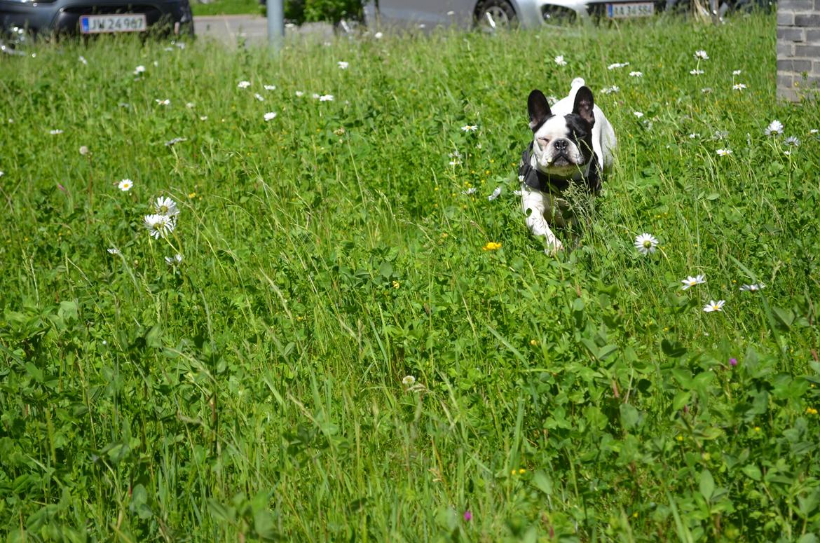 Fransk bulldog Tyson billede 10