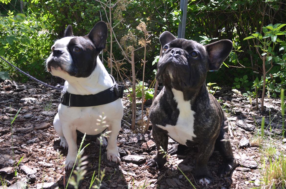 Fransk bulldog Tyson billede 11