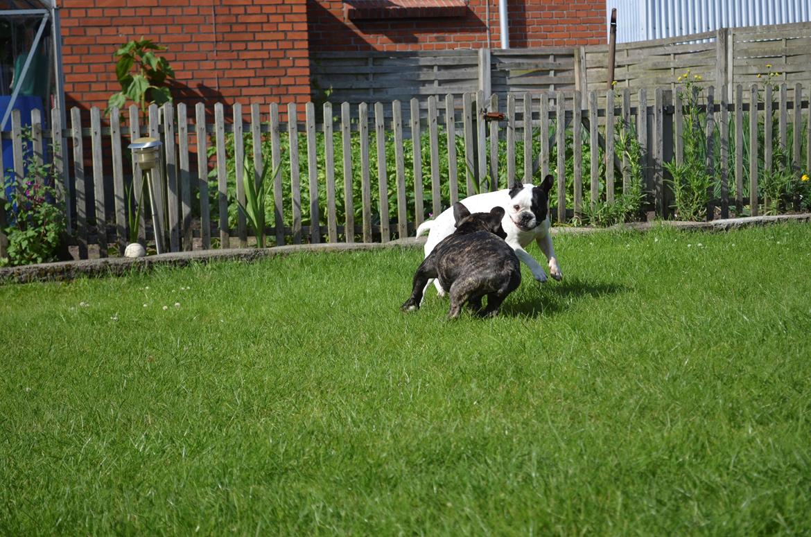 Fransk bulldog Tyson billede 12