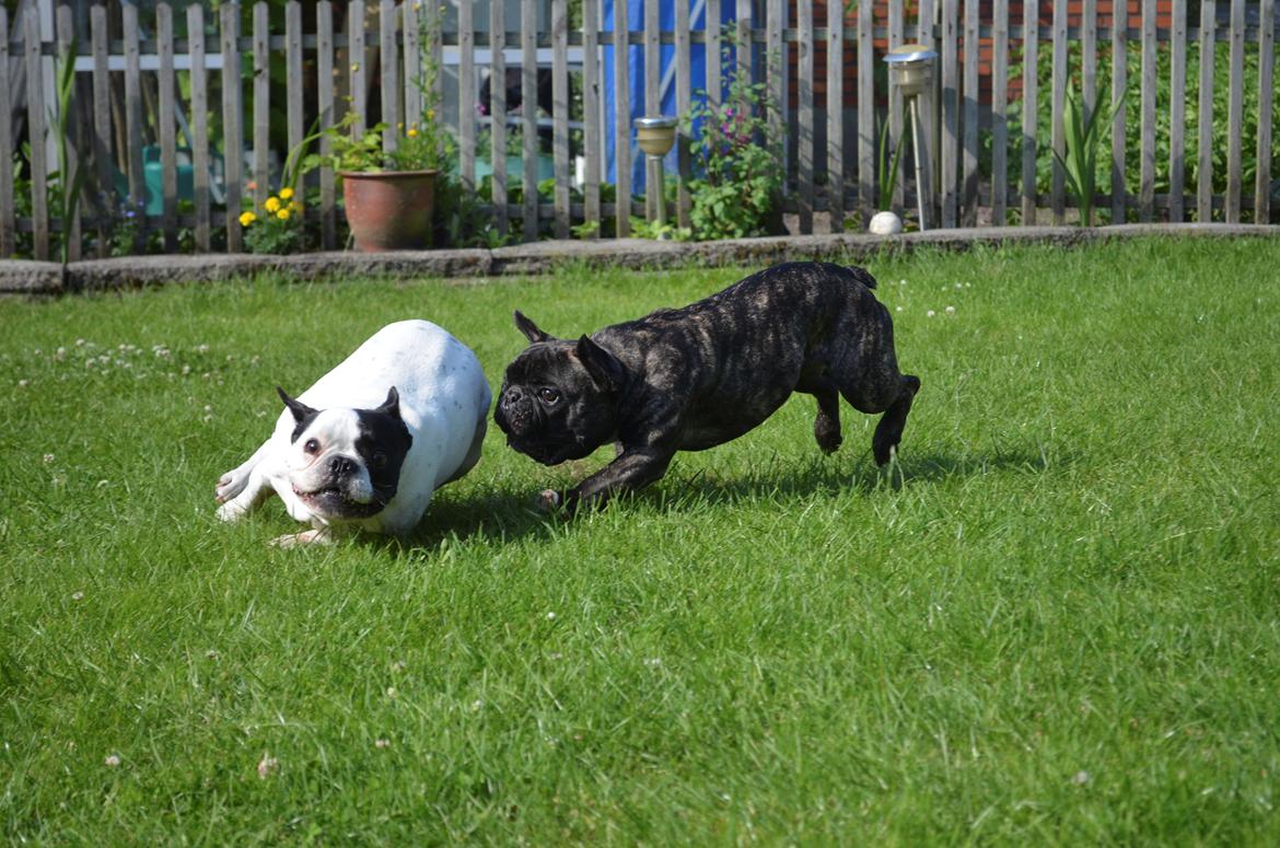 Fransk bulldog Tyson billede 13