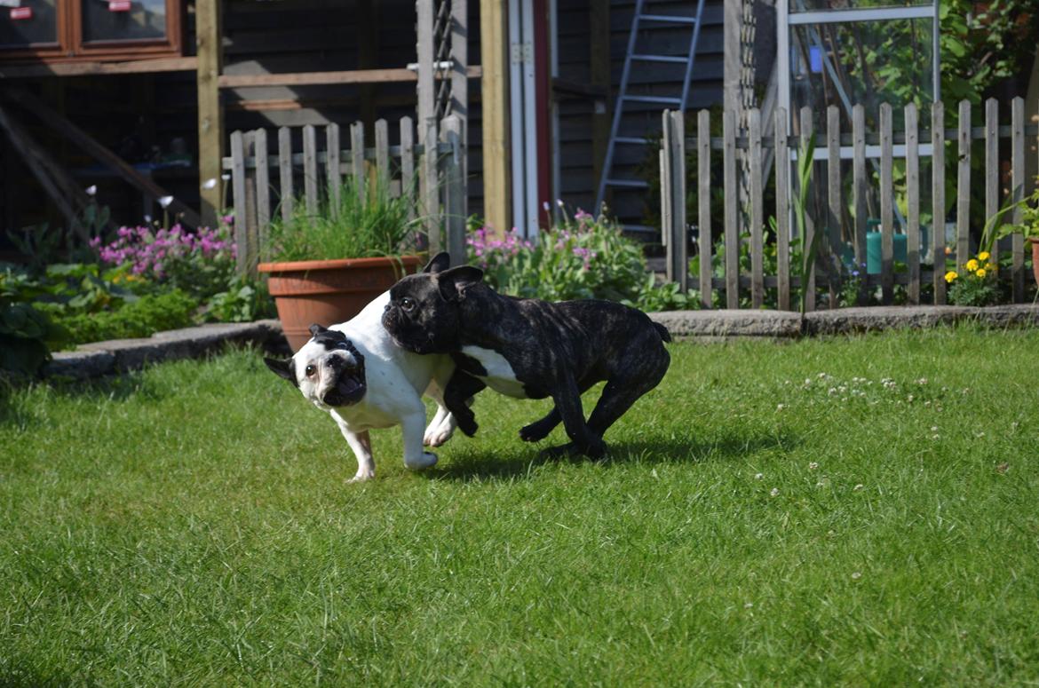 Fransk bulldog Tyson billede 14