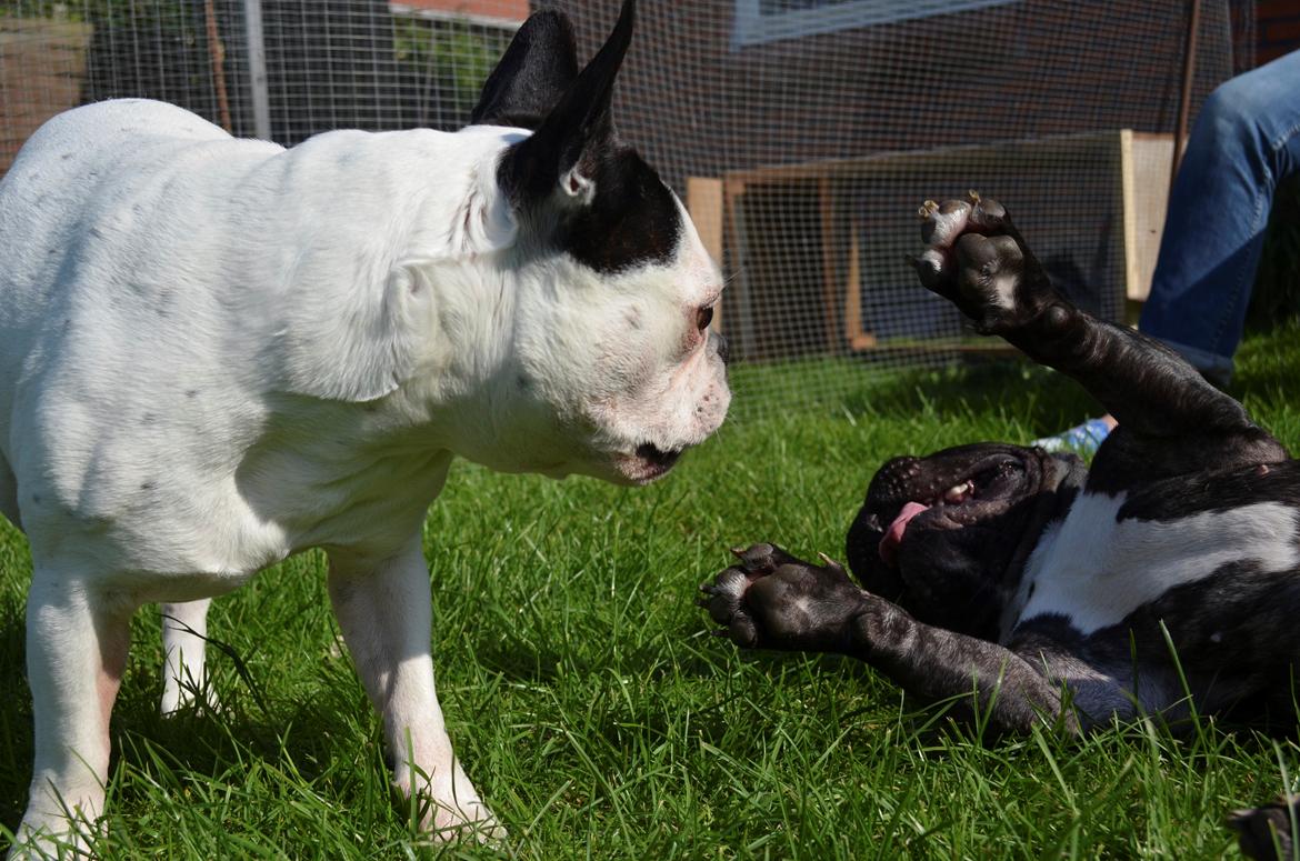 Fransk bulldog Tyson billede 15