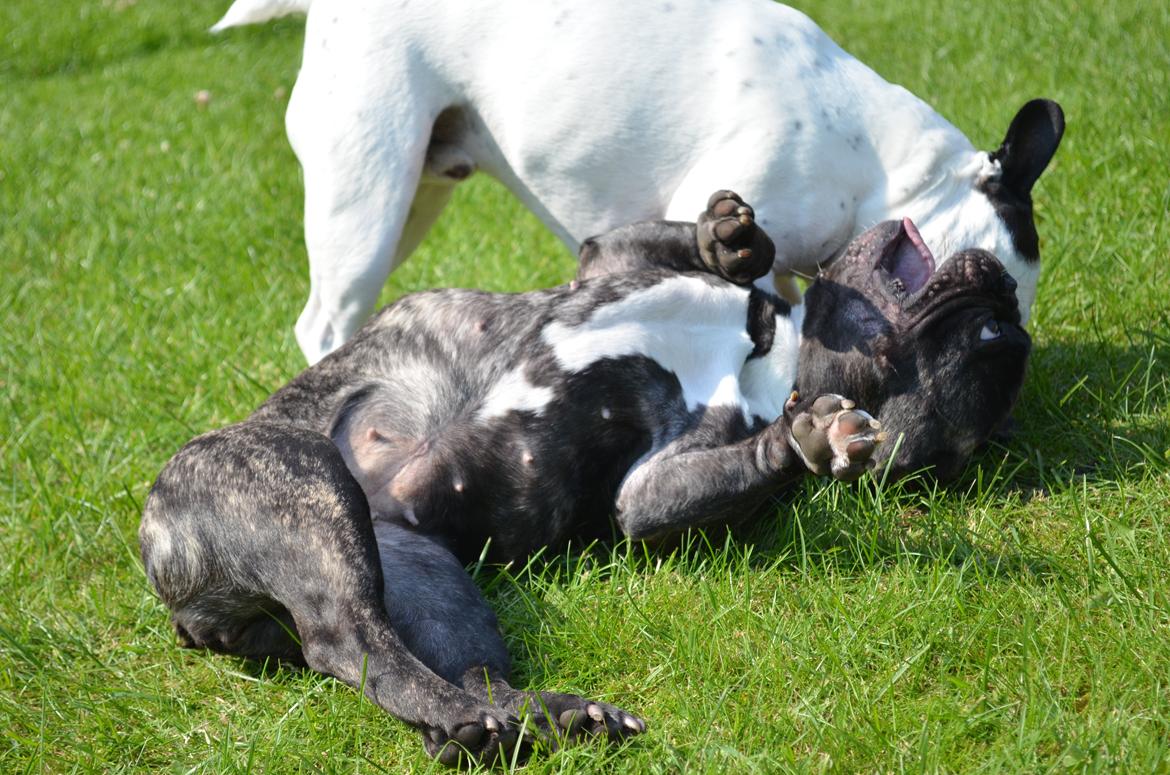 Fransk bulldog Tyson billede 16