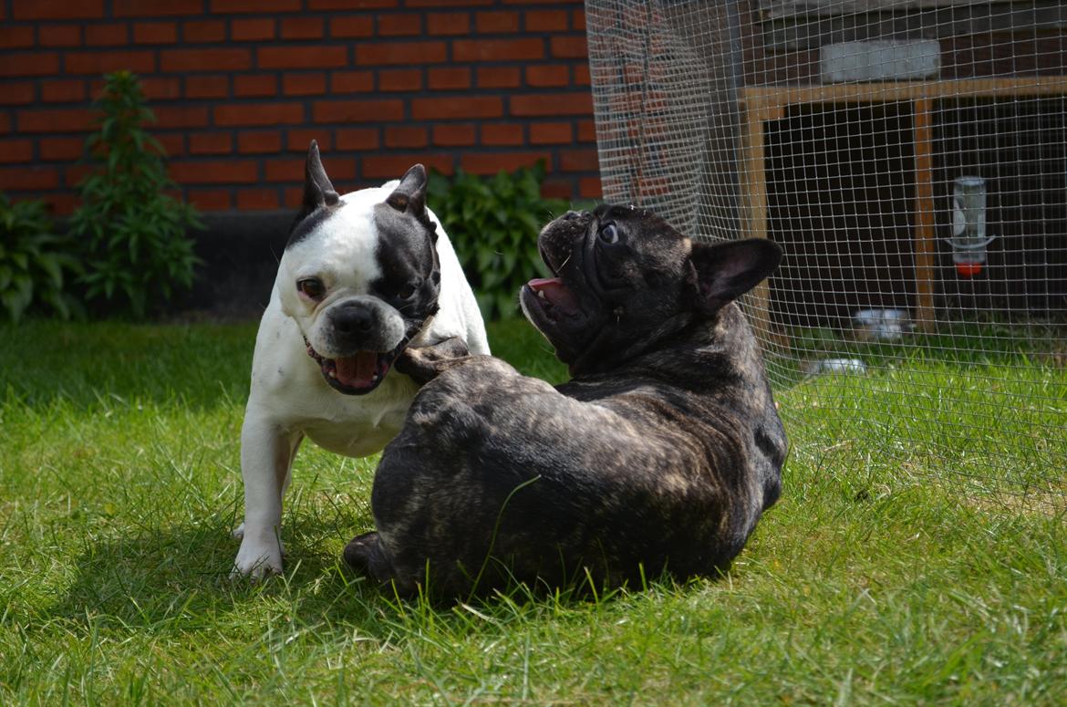 Fransk bulldog Tyson billede 17