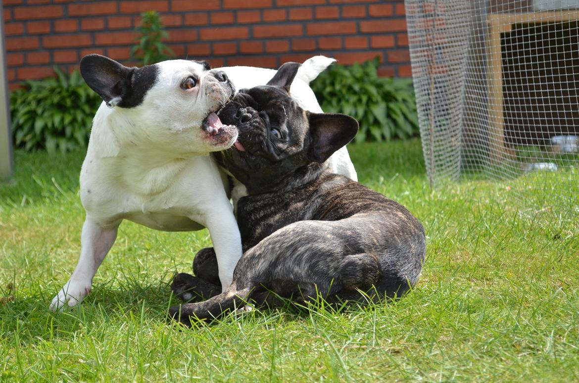 Fransk bulldog Tyson billede 7