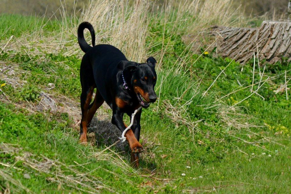 Dobermann Villy billede 13