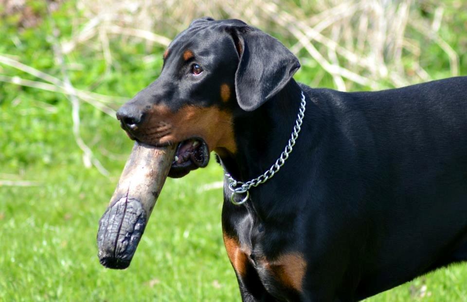 Dobermann Villy billede 15