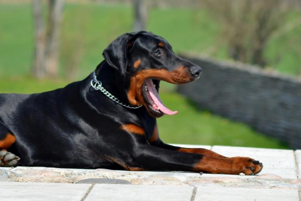 Dobermann Villy billede 20