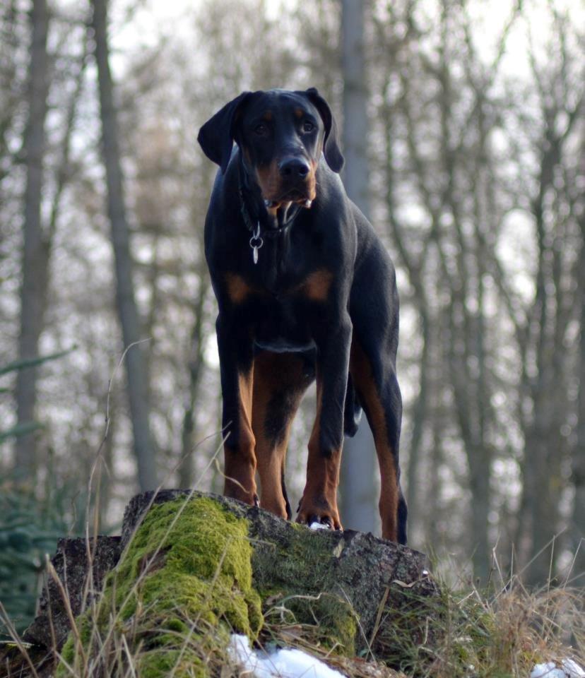 Dobermann Villy billede 24